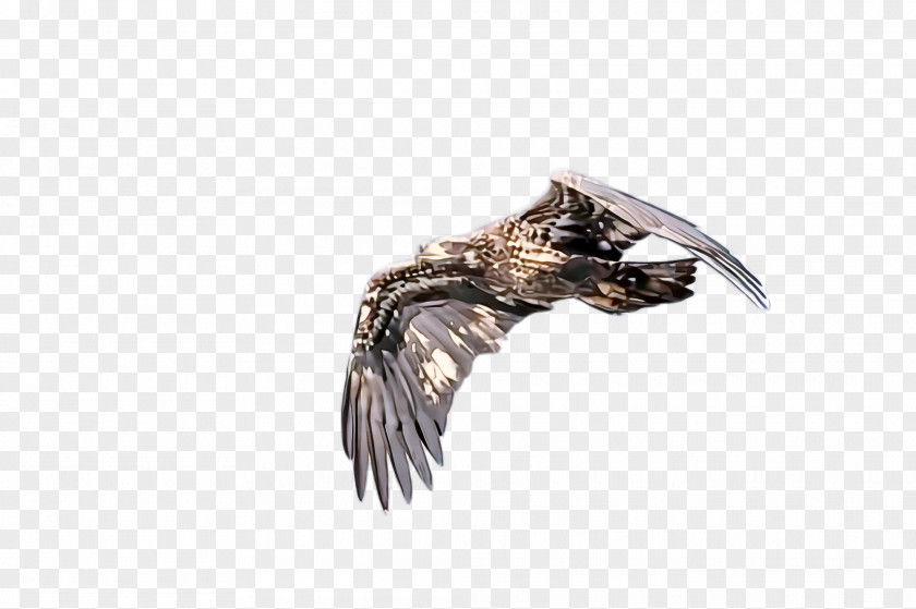 Metal Feather PNG