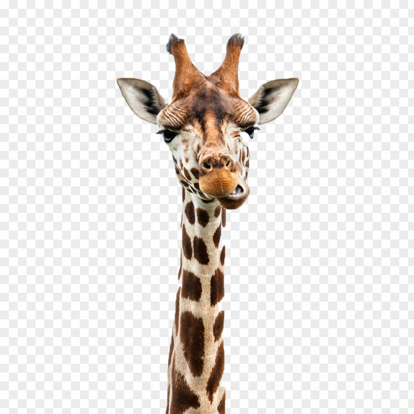 A Giraffe Stock Photography Royalty-free Illustration PNG