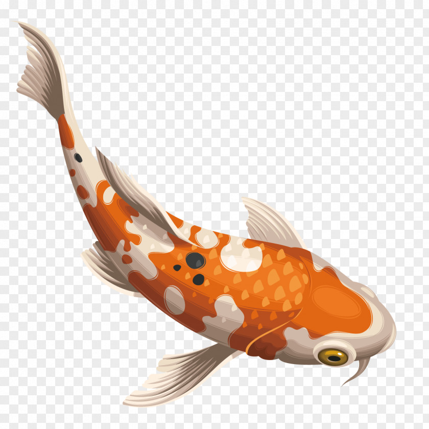 Beautiful Spot Fish Koi Carassius Auratus PNG