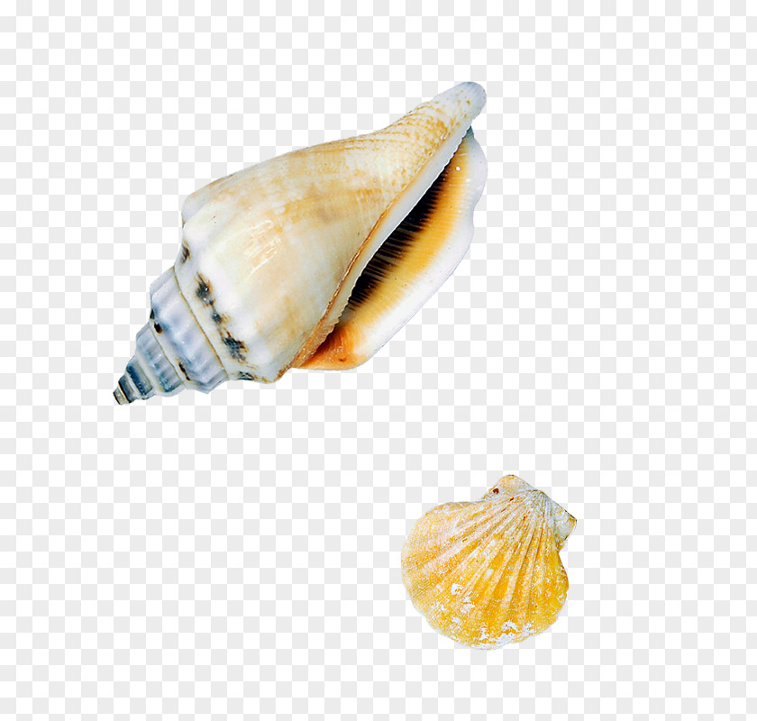 Biological Seashells Sea Snail Seashell Conch PNG