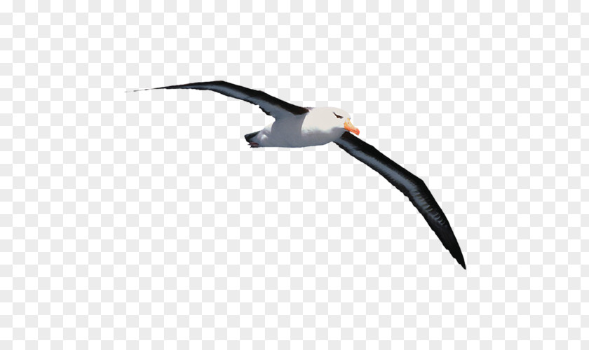 Book Gulls Jonathan Livingston Seagull Albatross Beak PNG