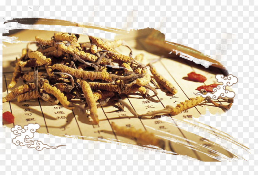 Chong Cao Caterpillar Fungus Adaptogen Traditional Chinese Medicine Yunnan PNG