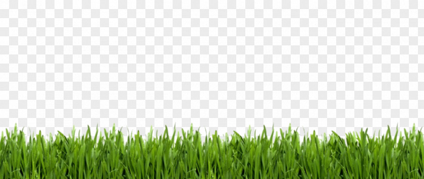 Lawn Royalty-free Stock Photography Artificial Turf PNG