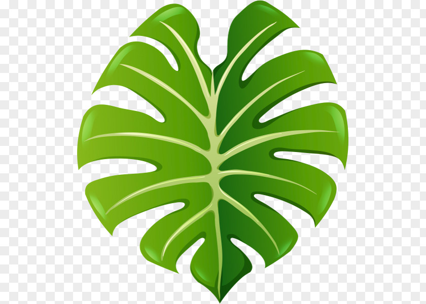 Leaf Green PNG