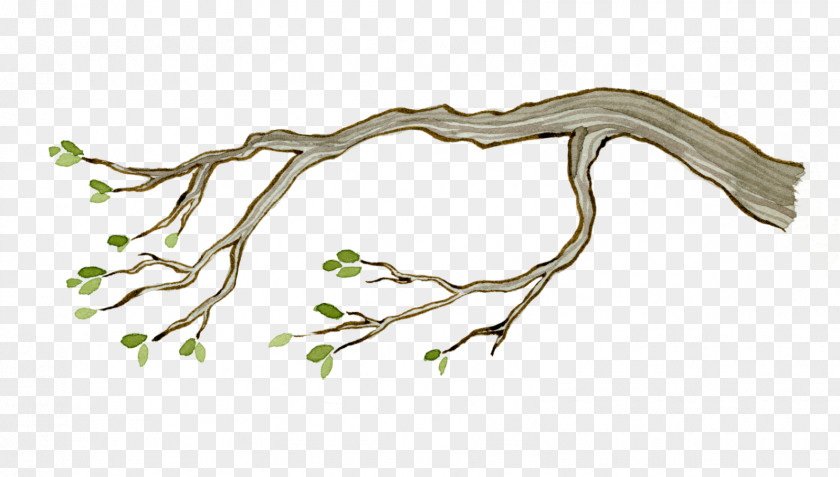 Leaf Twig Plant Stem Wood /m/083vt PNG
