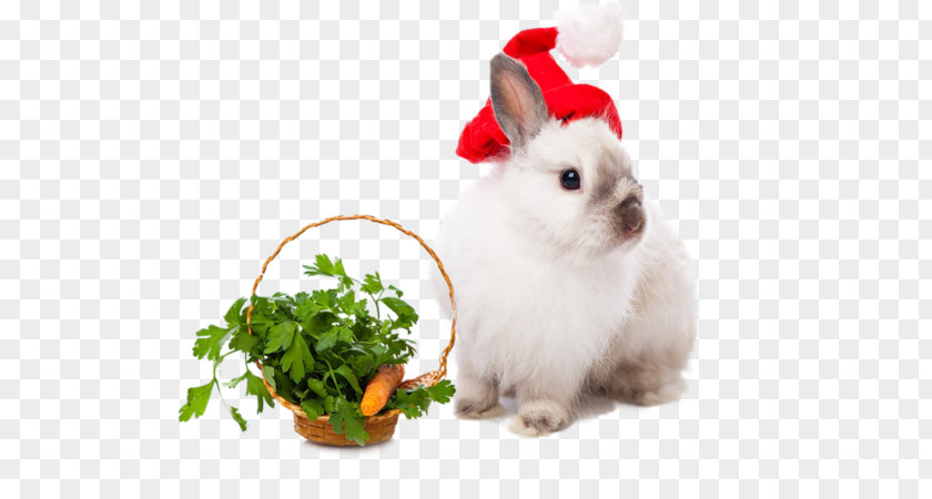 Rabbit Easter Bunny Leporids Christmas New Year PNG