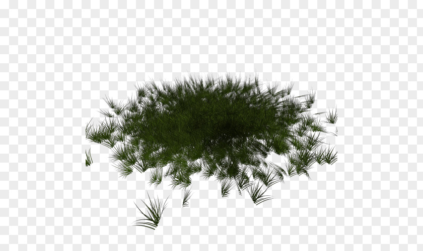 Stadium Grass Fir Database Spruce Lawn Pine PNG