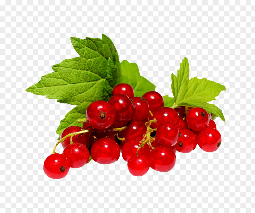 Sugar Basin Zante Currant Redcurrant Blackcurrant Berry White PNG