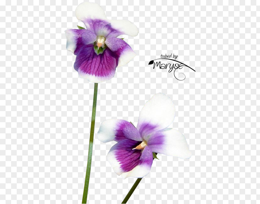 Australian Native Flower Newton's Yarn Country Violet Image Photograph PNG