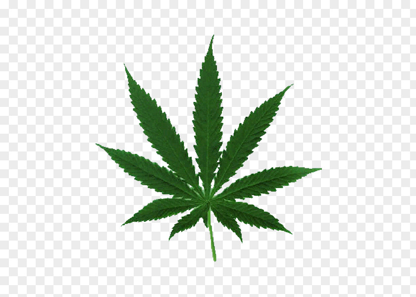 Cannabis Ruderalis Leaf Cultivation Legalization PNG