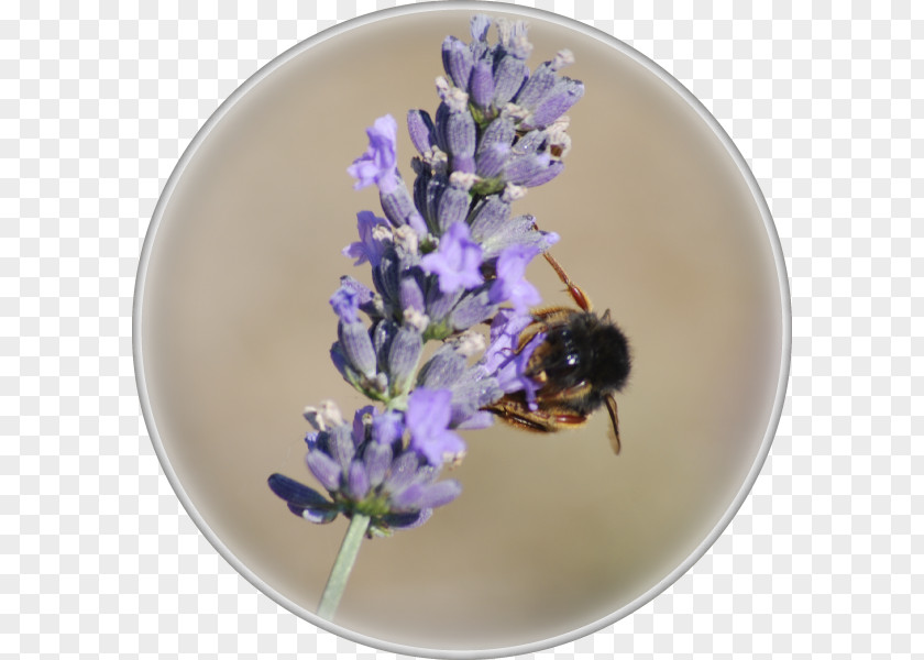 Lavande Honey Bee English Lavender Bumblebee PNG