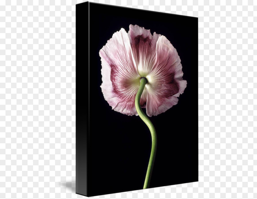 Purple Poppies Plant Stem Family M Invest D.o.o. PNG