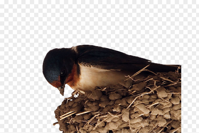The Swallows In Nest Barn Swallow Pxe4xe4skysenpesxe4keitto El Nido Bird PNG