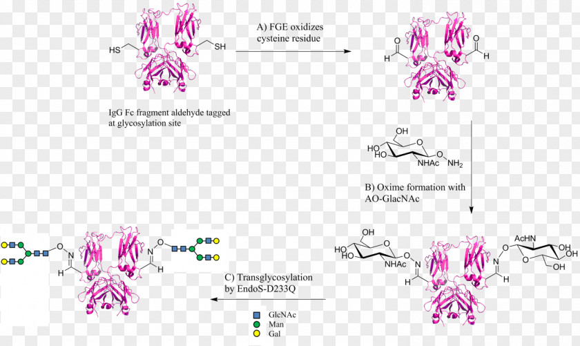 Aldehyde Tag Fragment Crystallizable Region Protein Glycan PNG