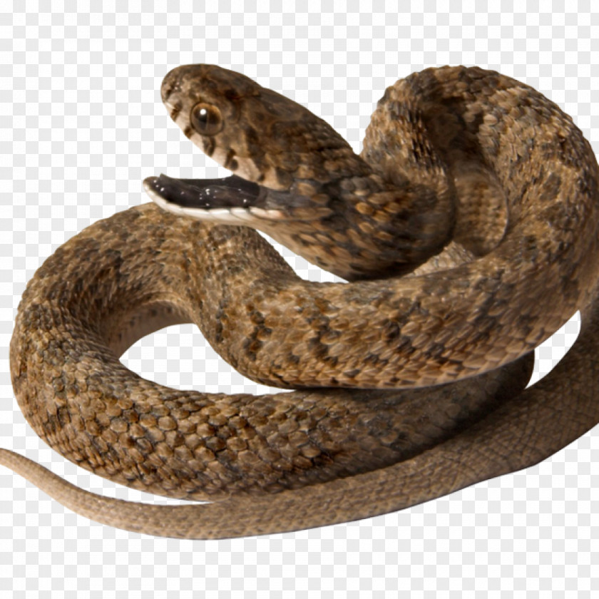 Anaconda Snake Desktop Wallpaper Clip Art PNG