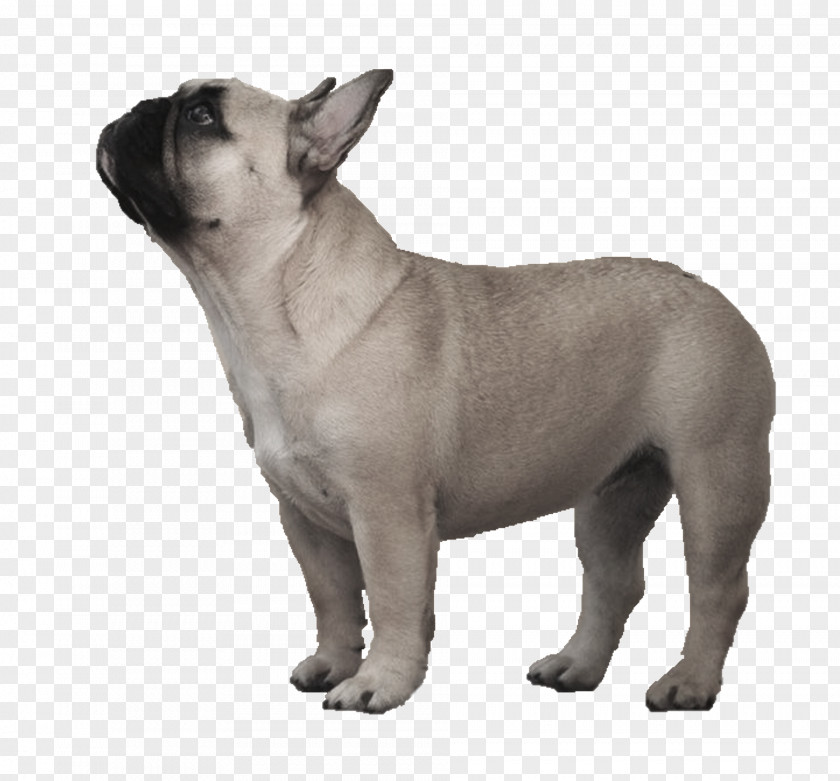 French Bulldog Toy Old English Olde Bulldogge PNG