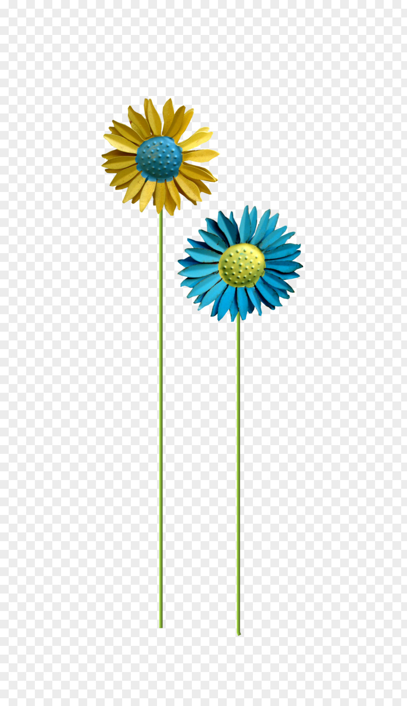 Fun Heung Hoi Cut Flowers Daisy Family Transvaal Common Sunflower PNG