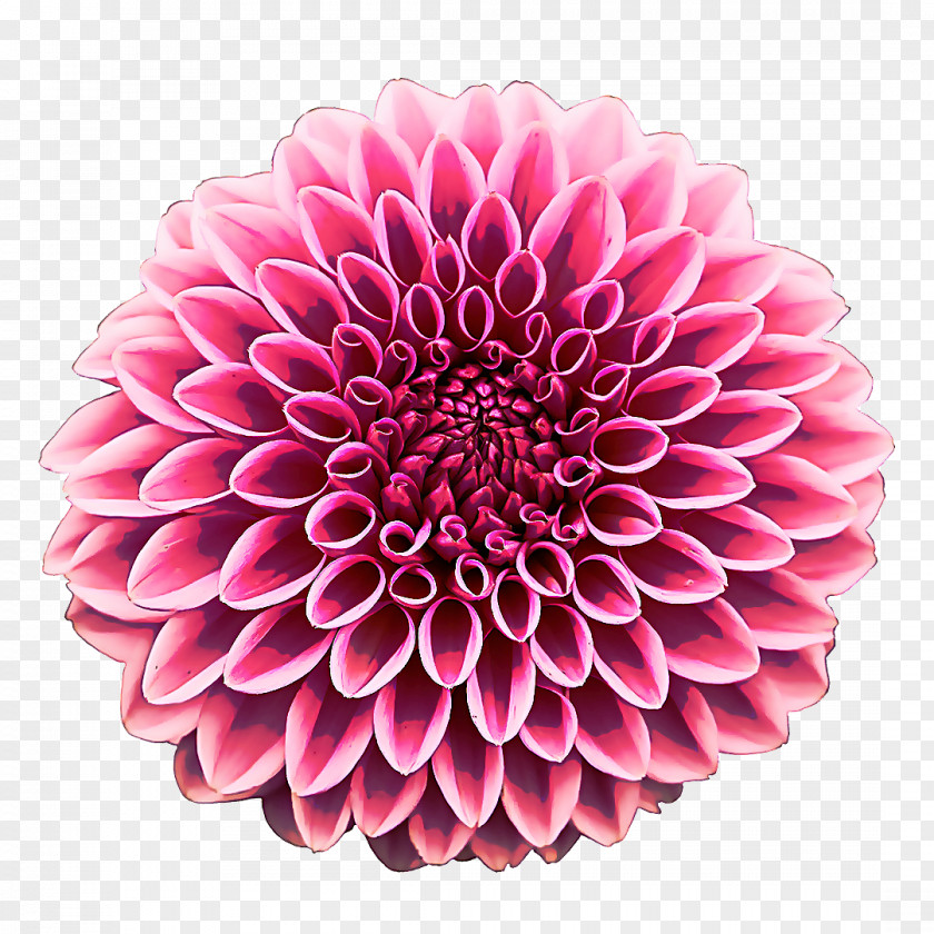 Gerbera Daisy Family Flower Dahlia Pink Petal Plant PNG