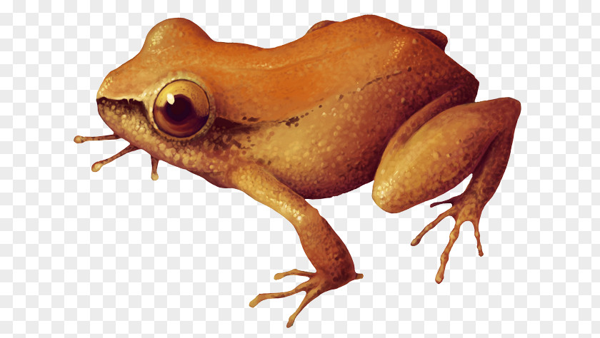 John Stones True Frog Amphibian Colombia Alexander Von Humboldt Biological Resources Research Institute PNG