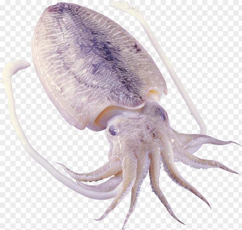 Shrimps Octopus Squid As Food Cephalopod Sepiidae PNG