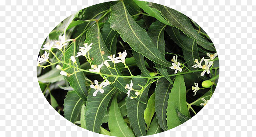 Tree Neem Oil Botanical Name Botany PNG