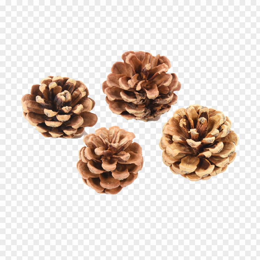Tree Pine Plant Family Beige PNG