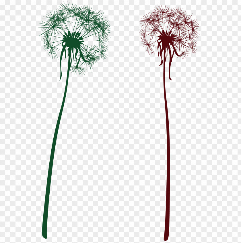 2 Dandelion PNG