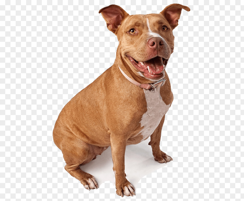 American Pit Bull Terrier Staffordshire T Labrador Retriever PNG