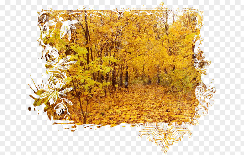 Autumn Digital Image PNG