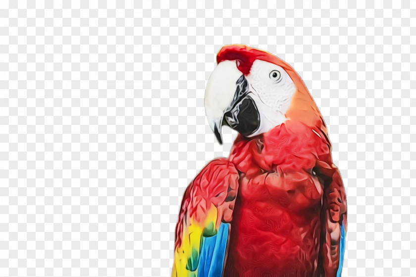 Budgie Wildlife Bird Macaw Parrot Beak Parakeet PNG
