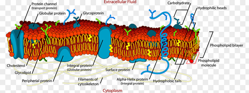 Cell Membrane Biological Lipid Bilayer PNG