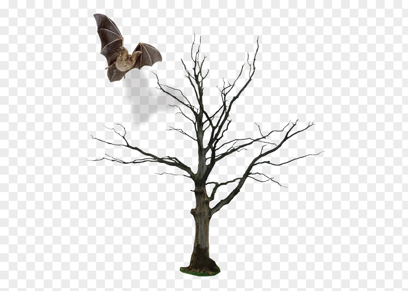 Dry Tree And Bats Populus Nigra Drawing Clip Art PNG