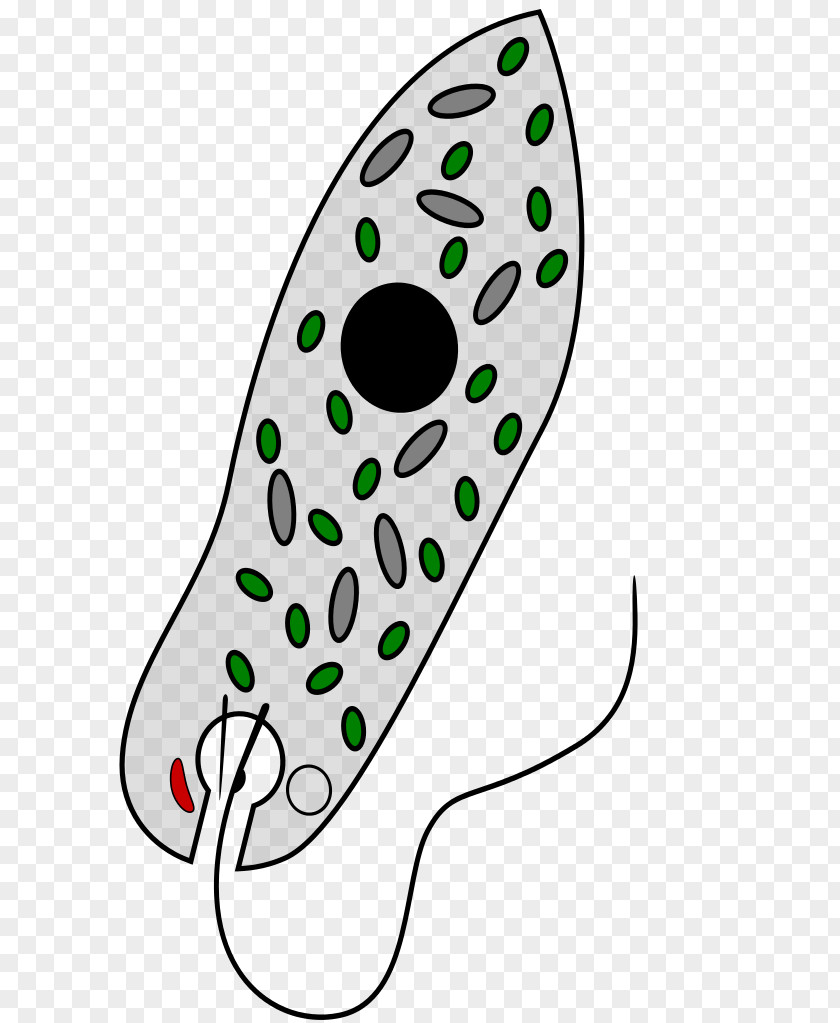 Euglena Viridis Unicellular Organism Protist Euglenozoa Clip Art PNG
