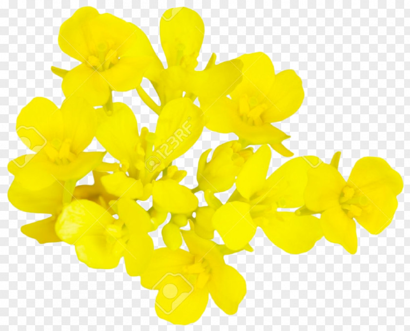 Mustard Rapeseed Flower Plant Brassica Oleracea PNG