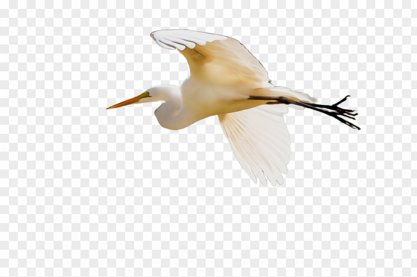 Northern Gannet Cattle Egret Bird Great Heron PNG