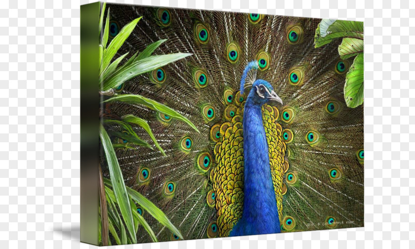 Feather Pavo Gallery Wrap Canvas Art PNG