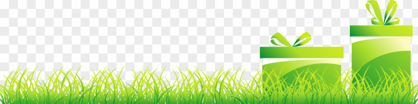 Fresh Spring Grass Lawn Spree Grasses Wallpaper PNG