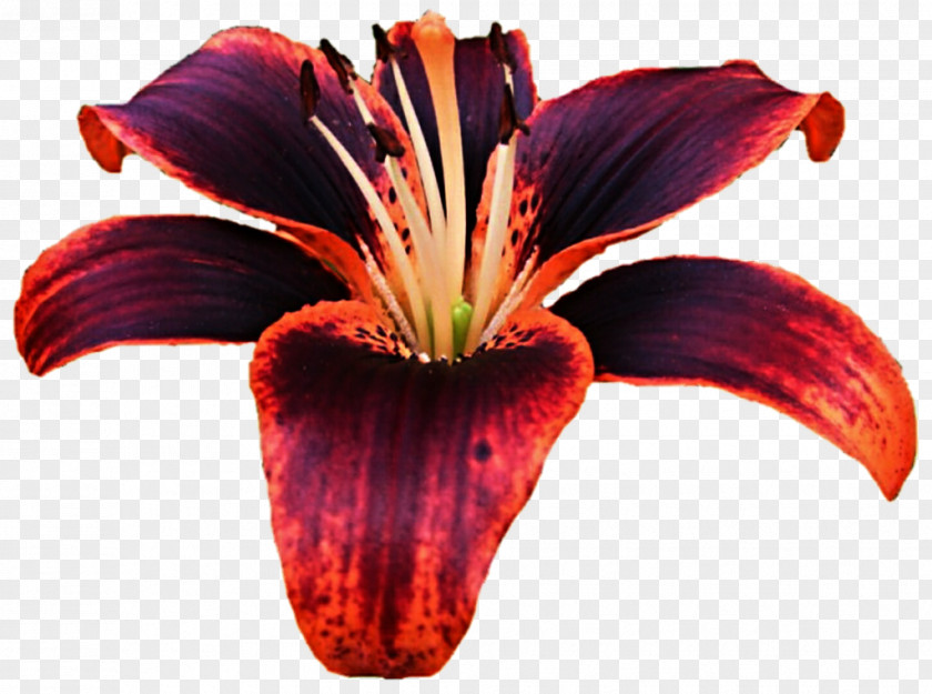 Lily Lilium Bulbiferum Tiger Flower Daylily Purple PNG