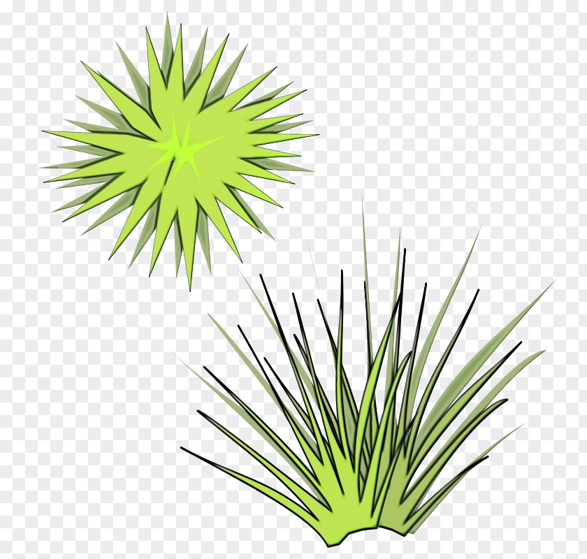 Perennial Plant Arecales Aloe Vera Leaf PNG