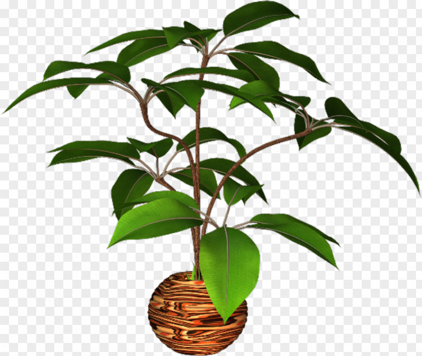 Plant Flowerpot PNG