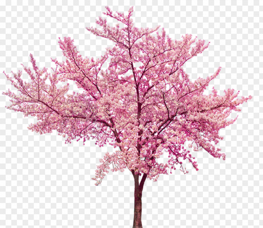 Beautiful Cherry Tree Blossom Cerasus PNG