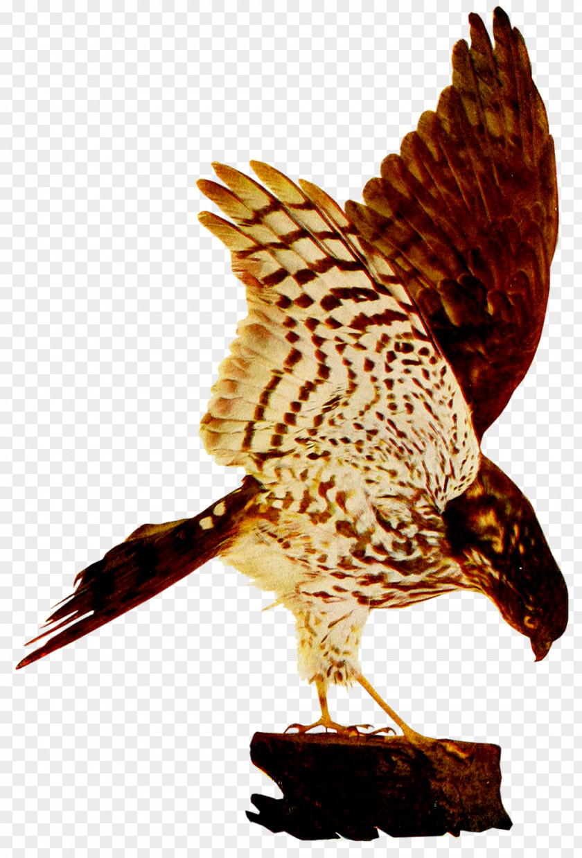 Birds And Insects Hawk Eagle Fauna Beak Falcon PNG