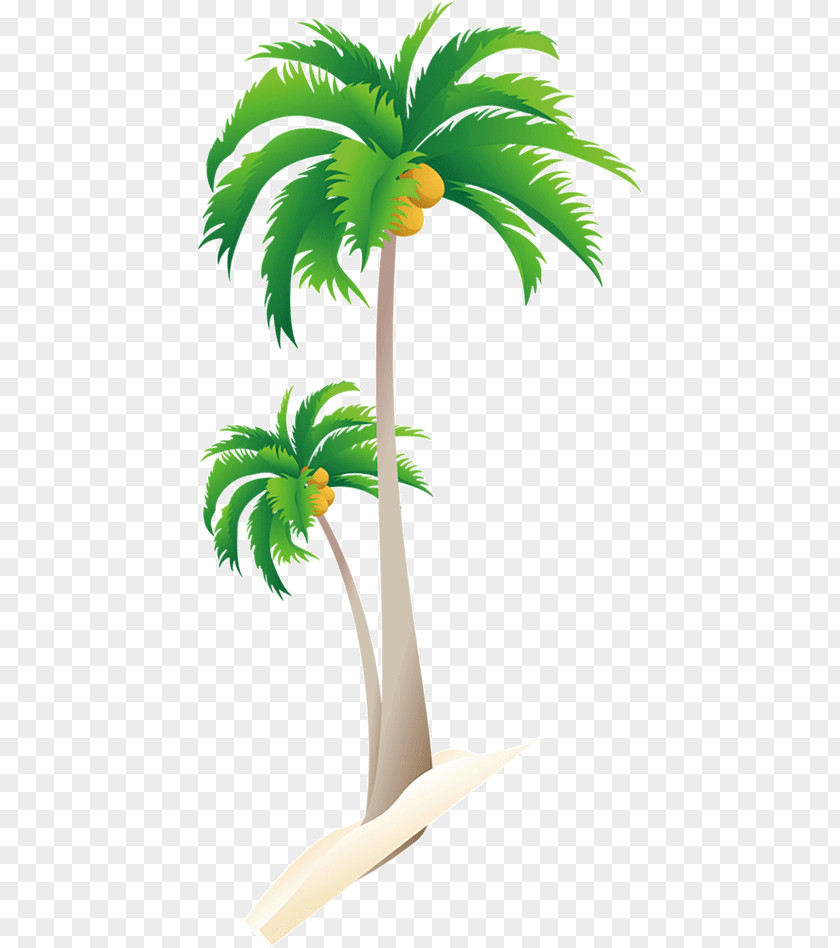 Coconut Palm Trees PNG palm trees clipart PNG