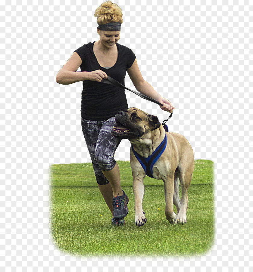 Dog Breed Harness Leash Obedience Training PNG