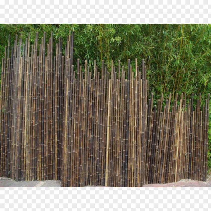 Fence Picket Tropical Woody Bamboos Phyllostachys Nigra Garden PNG