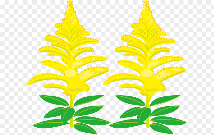 Flower Autumn Canada Goldenrod Royalty-free Clip Art PNG