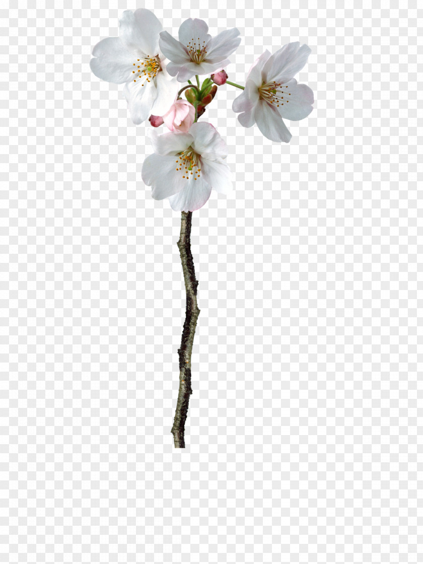Flower PhotoScape Photography Clip Art PNG