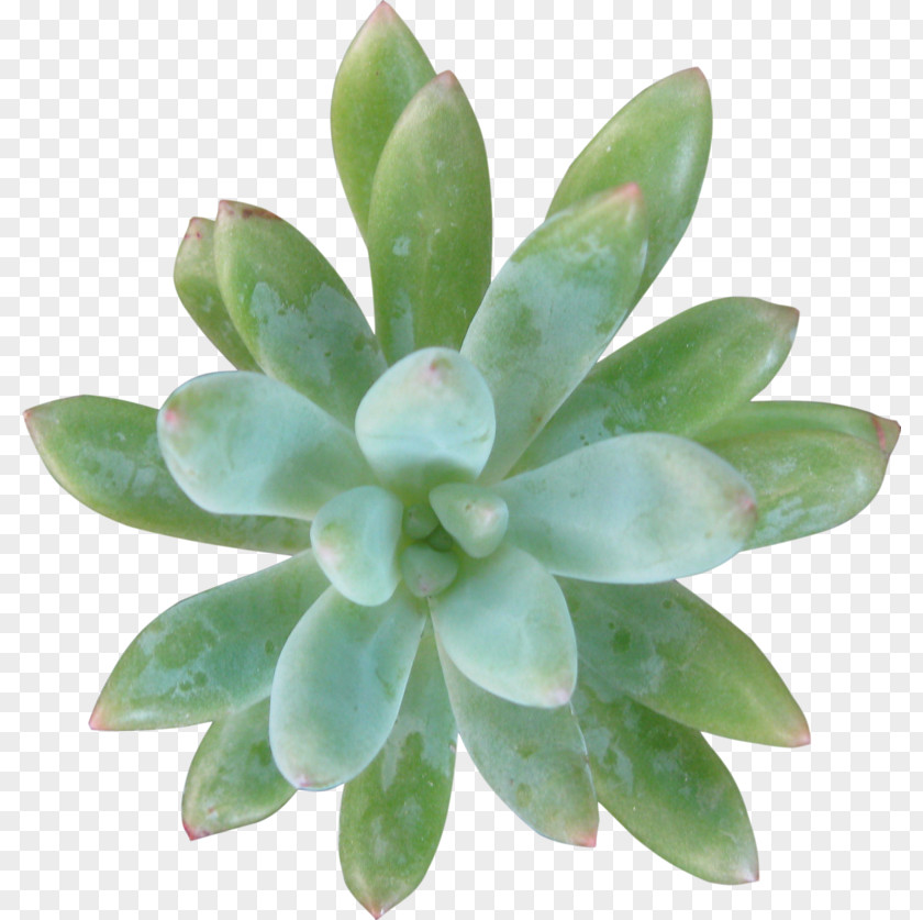Free Succulent PNG