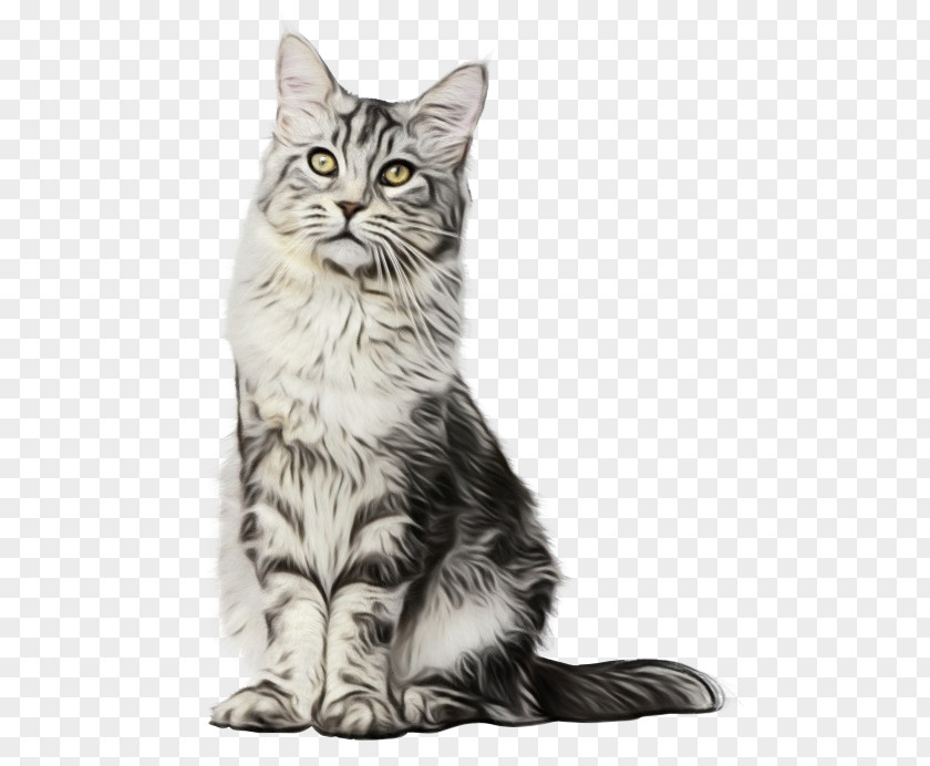 Kitten American Shorthair Maine Coon Oxygen Saturation Domestic Short-haired Cat PNG