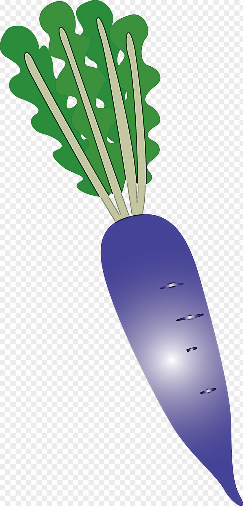 Radish PNG